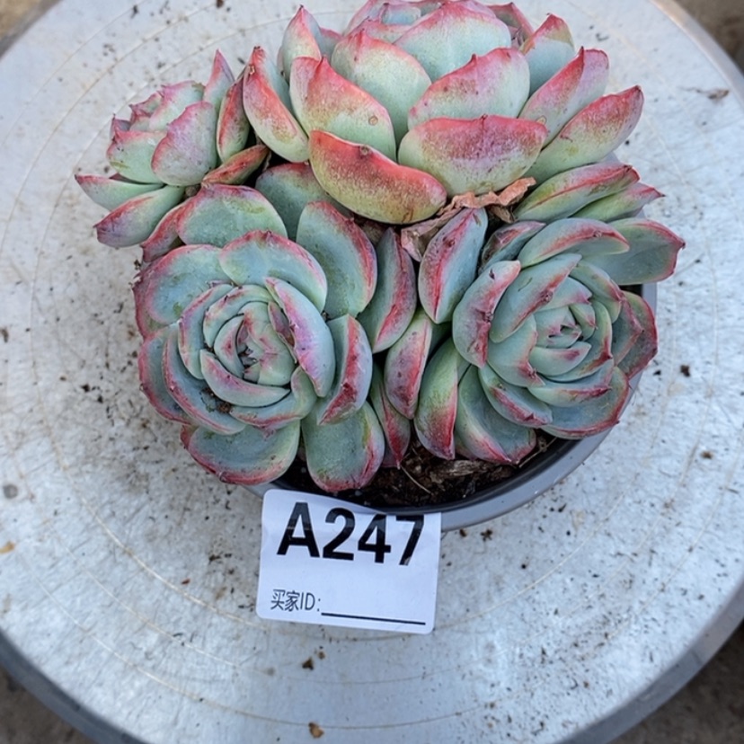 【闪购商品】乔*多肉植物