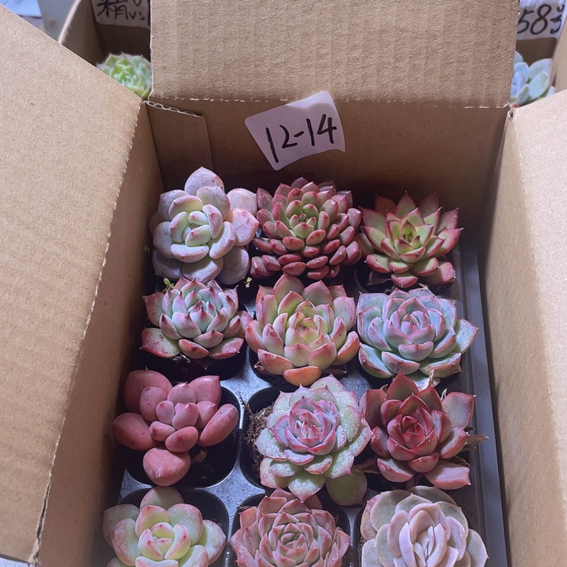 【闪购商品】12颗-14