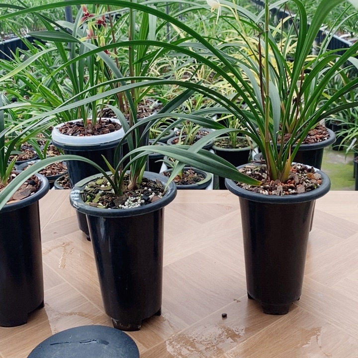 忠***仔无花朵秋榜好看香