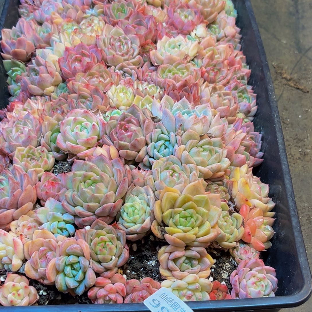 小***y995多肉葡萄的味道是真的很好吃