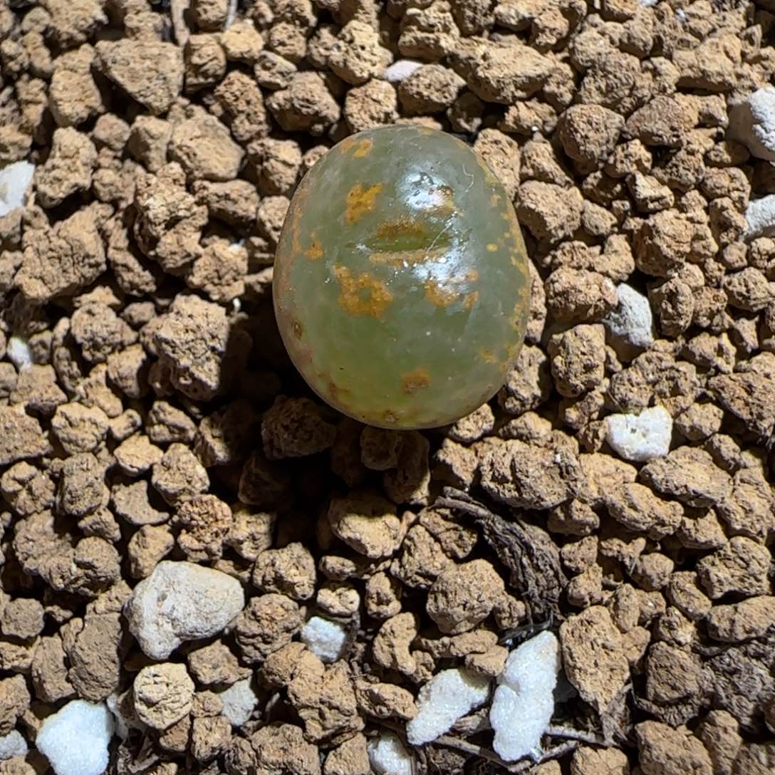 肉锥多肉植物组合-K勋634