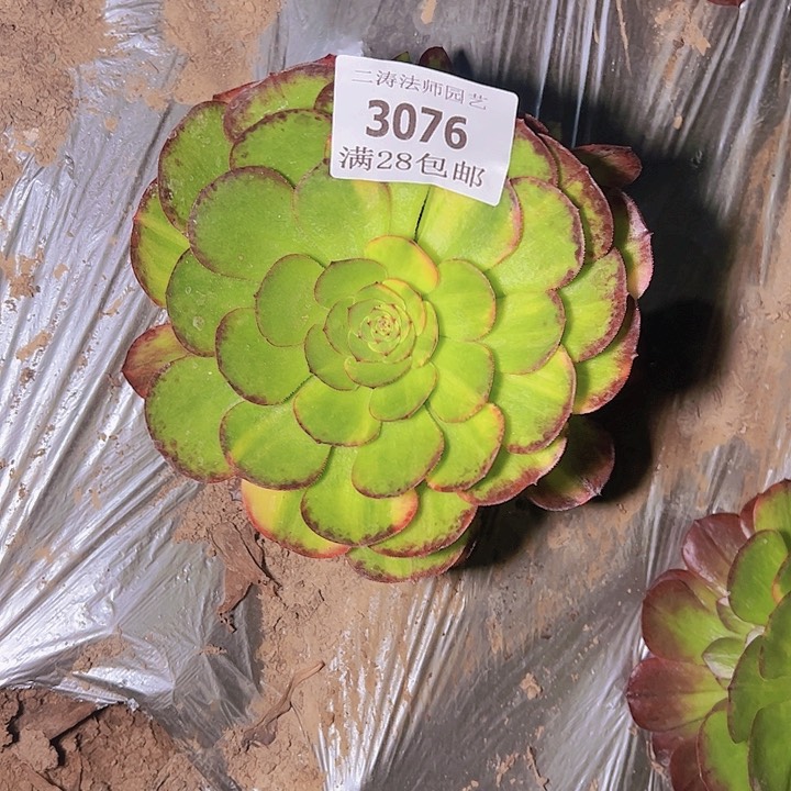 3076万圣节七彩多肉捧花