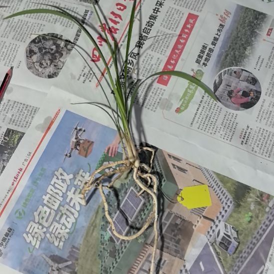 完全开放大天蝉龙头苗