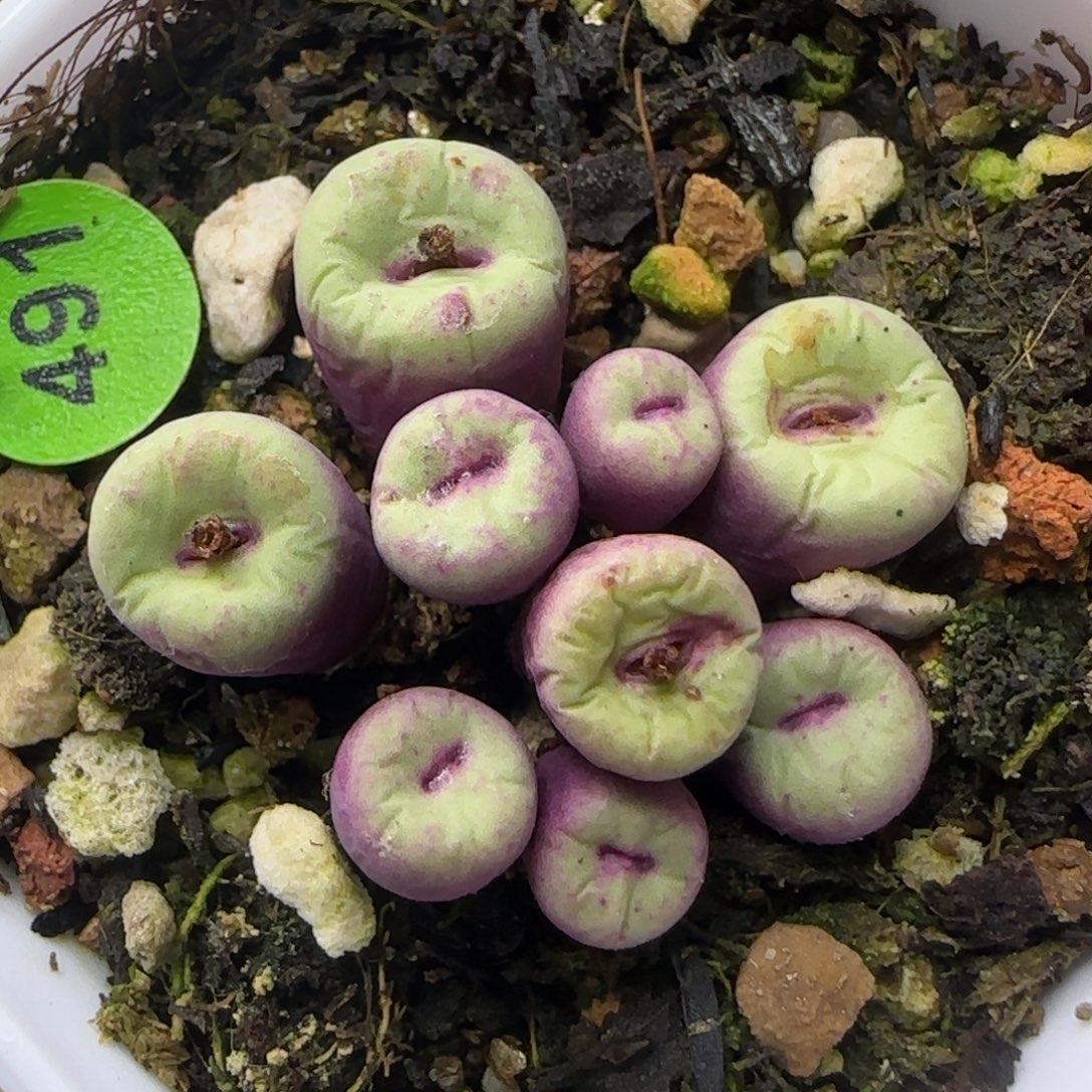 小红嘴群九头多肉植物491