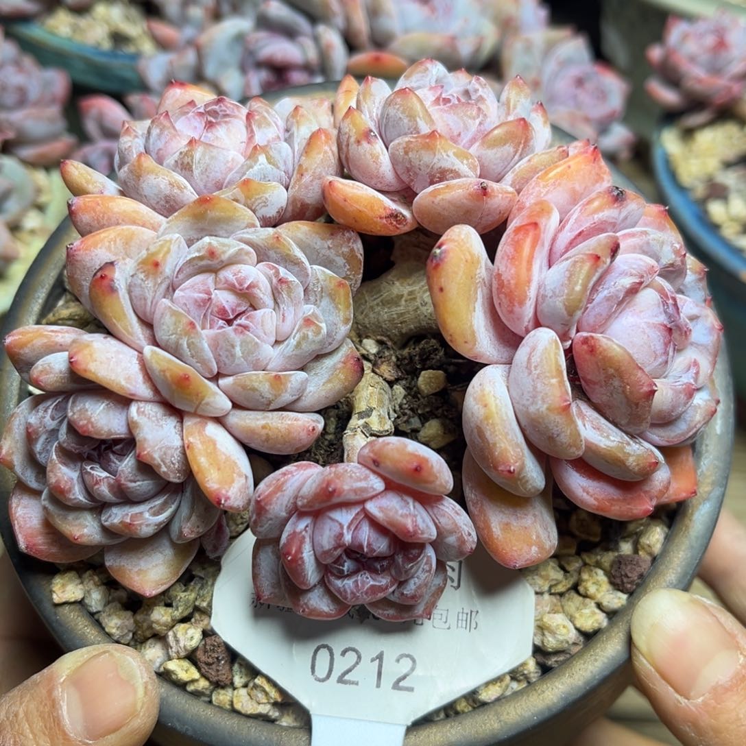 绿底紫心212/12cm6头