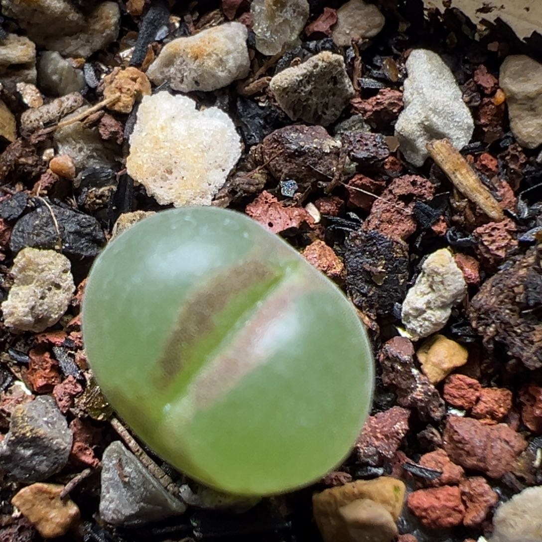 04粉红女郎纽扣母本一物一拍