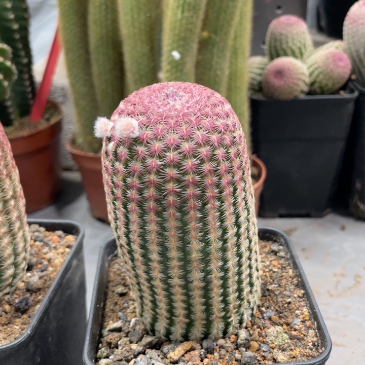 崔*红太阳带花苞一物一拍214