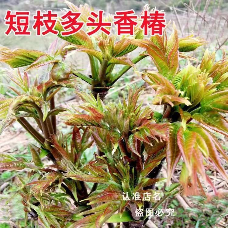 【全店6包包邮】香椿种子红油香椿种子高产四季食用香椿树种子庭院