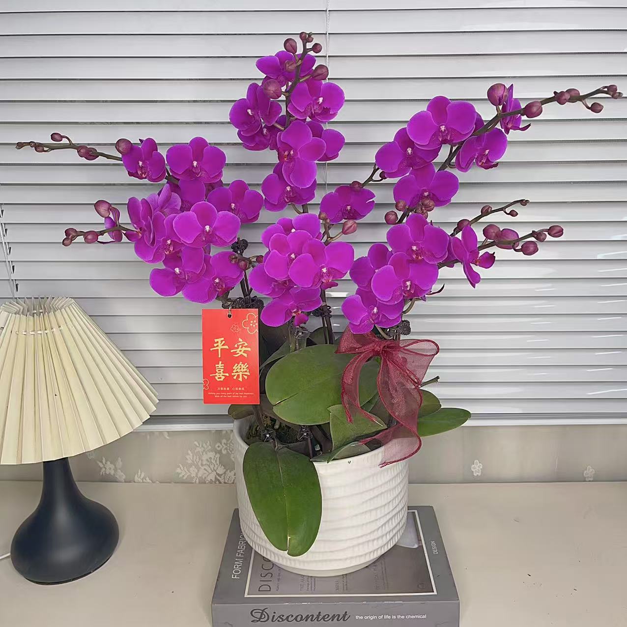 蝴蝶兰【满天红】单花剑 室内花花 广州基地直发