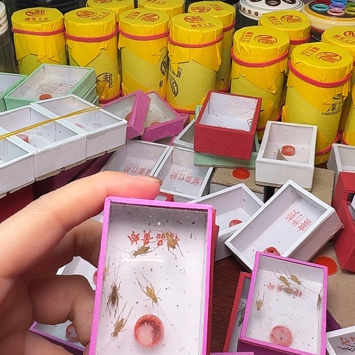航***优蟋蟀一个紫竹林一盒小黄。  
