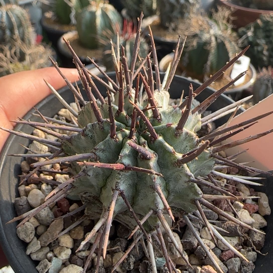 2007脱土发 白衣狂刺