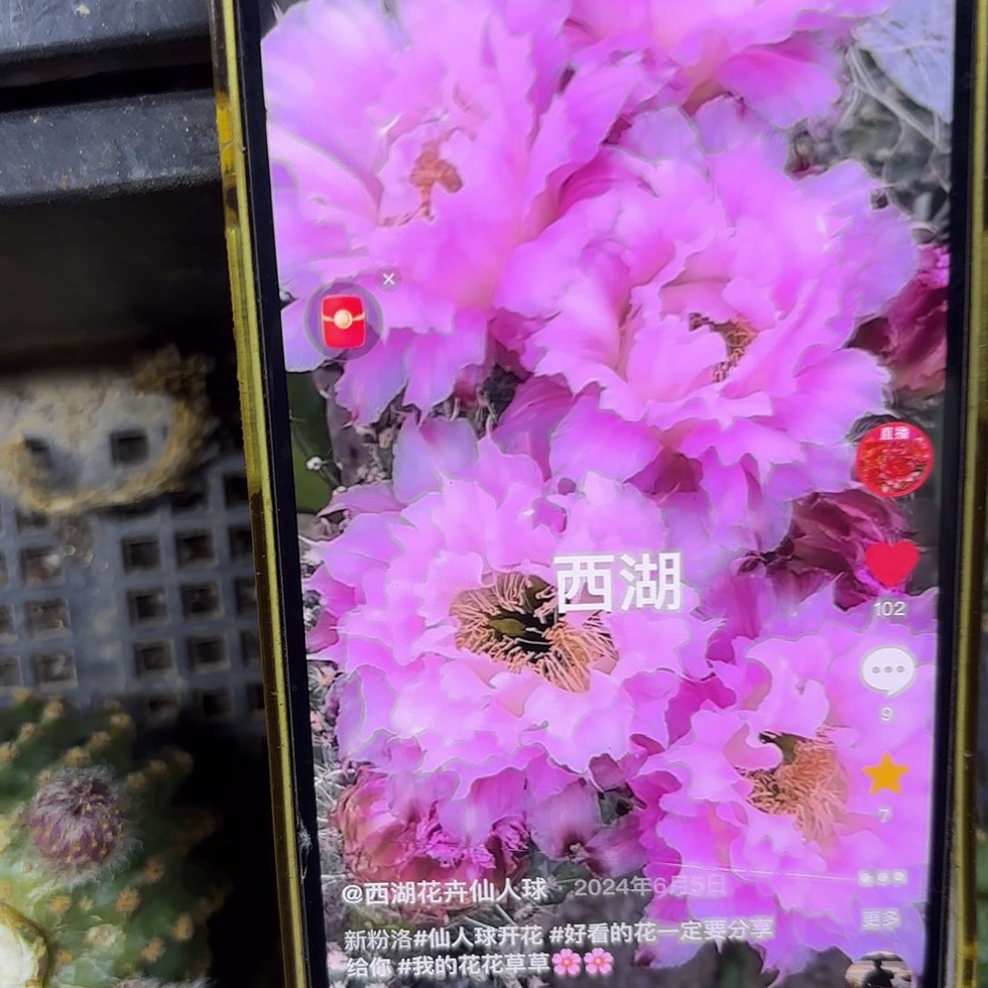 新粉洛彩侧牙20包邮仙人球22