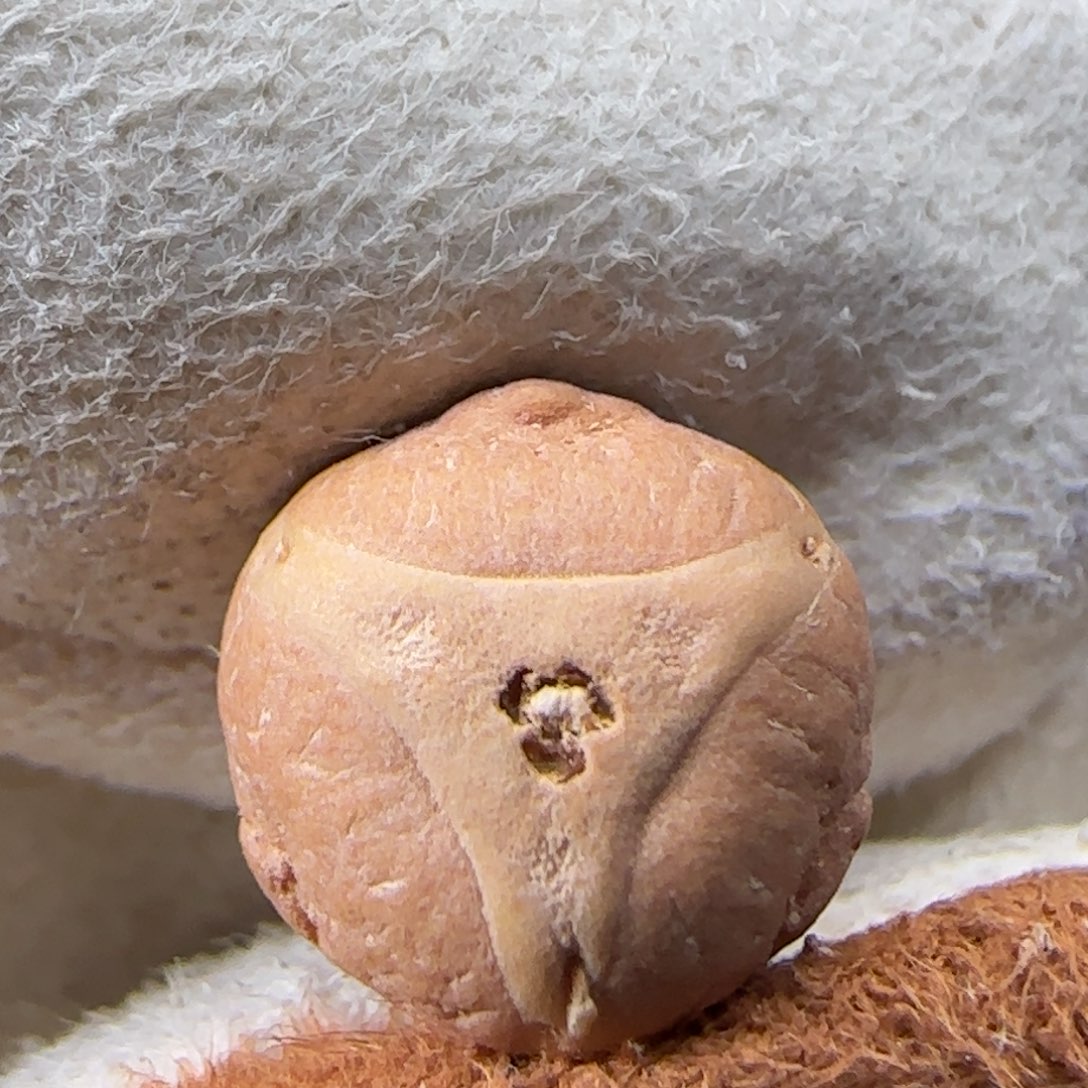 吊坠凤眼菩提凤眼菩提