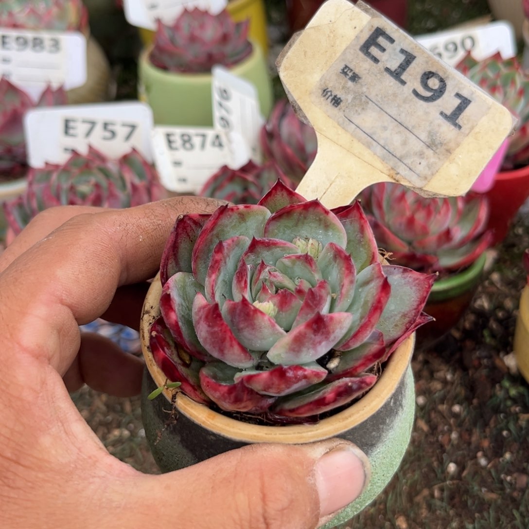 惊鸿一瞥191号多肉