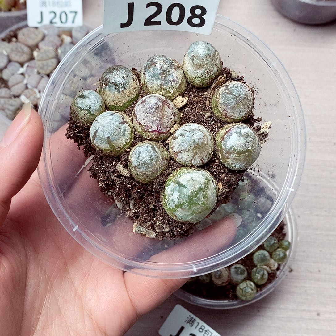 208健健康康快快乐乐