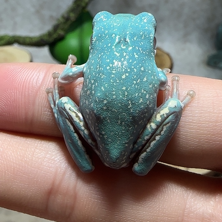 老爷树蛙8 魔鬼蓝大白腿