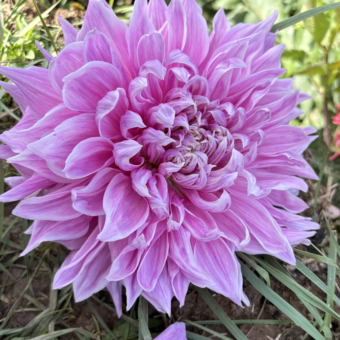 【完美薰衣草】精品大丽花基地直发多年生