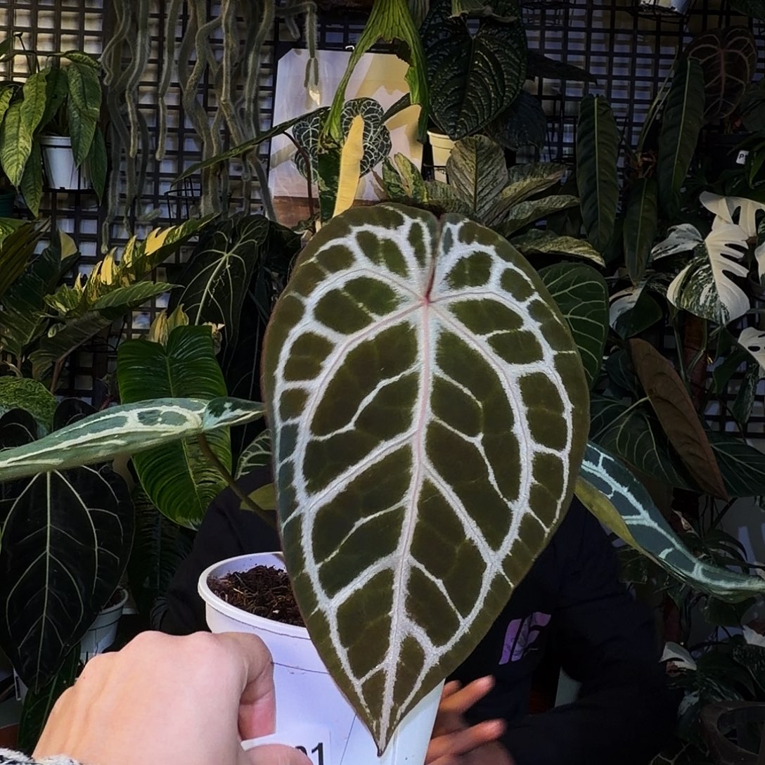 完全开放X201熔岩白雪