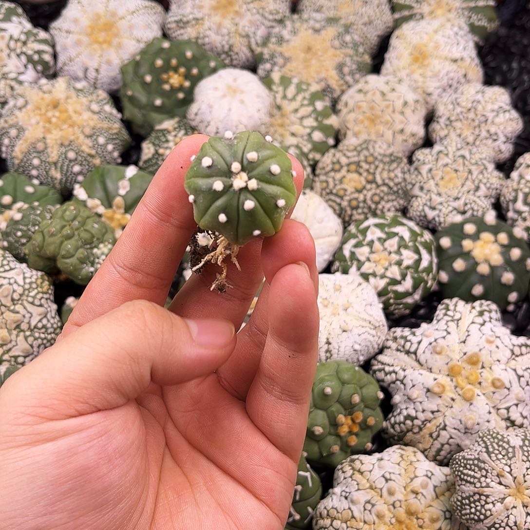 卡***A哈哈哈哈哈海星兜兜兜