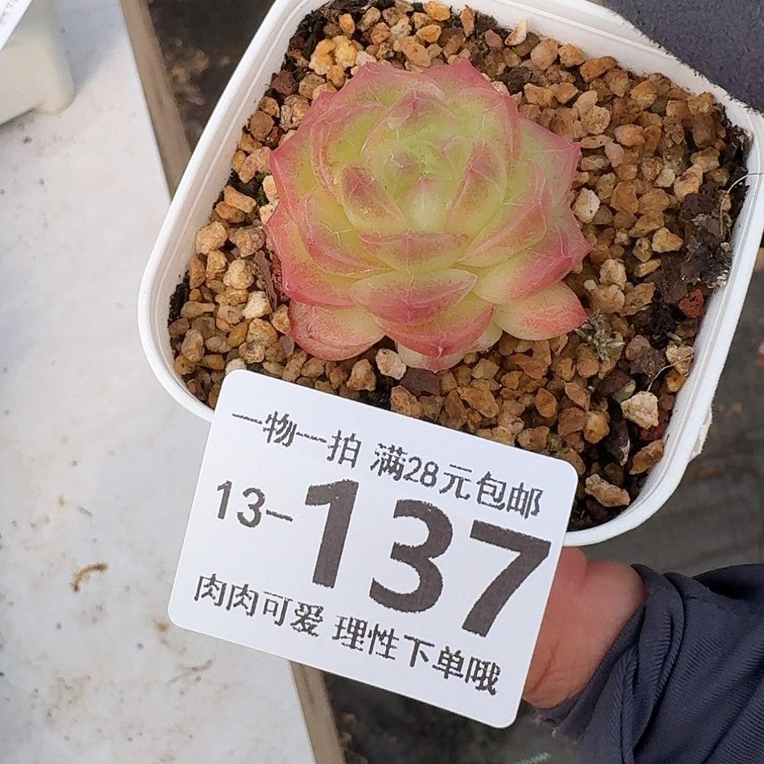 珍菲无盆土发货无