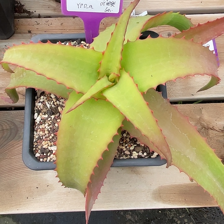 勋哥多肉范巴伦芽