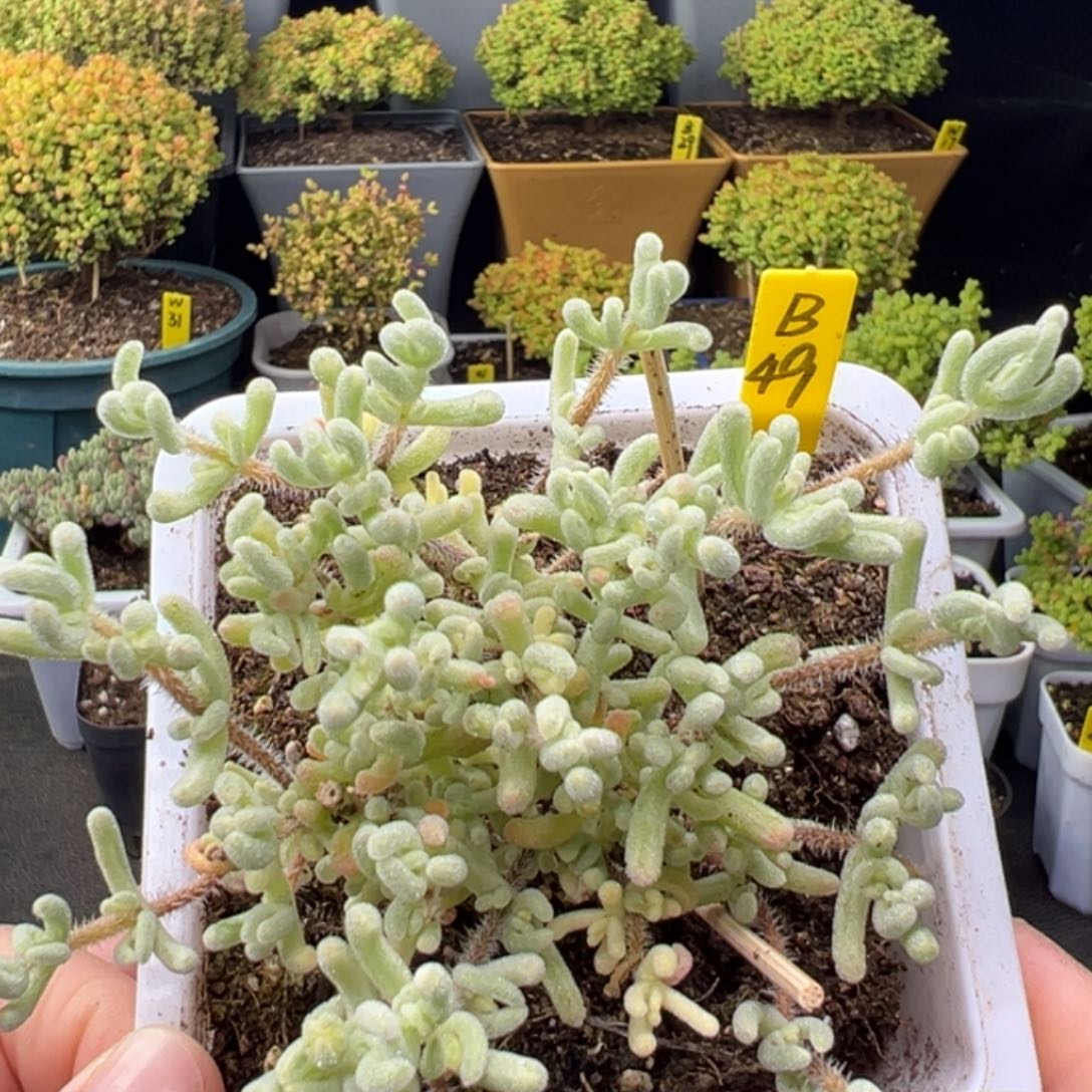 橙叶锦带盆带土货