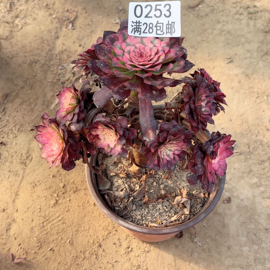 0253美亚多肉11111