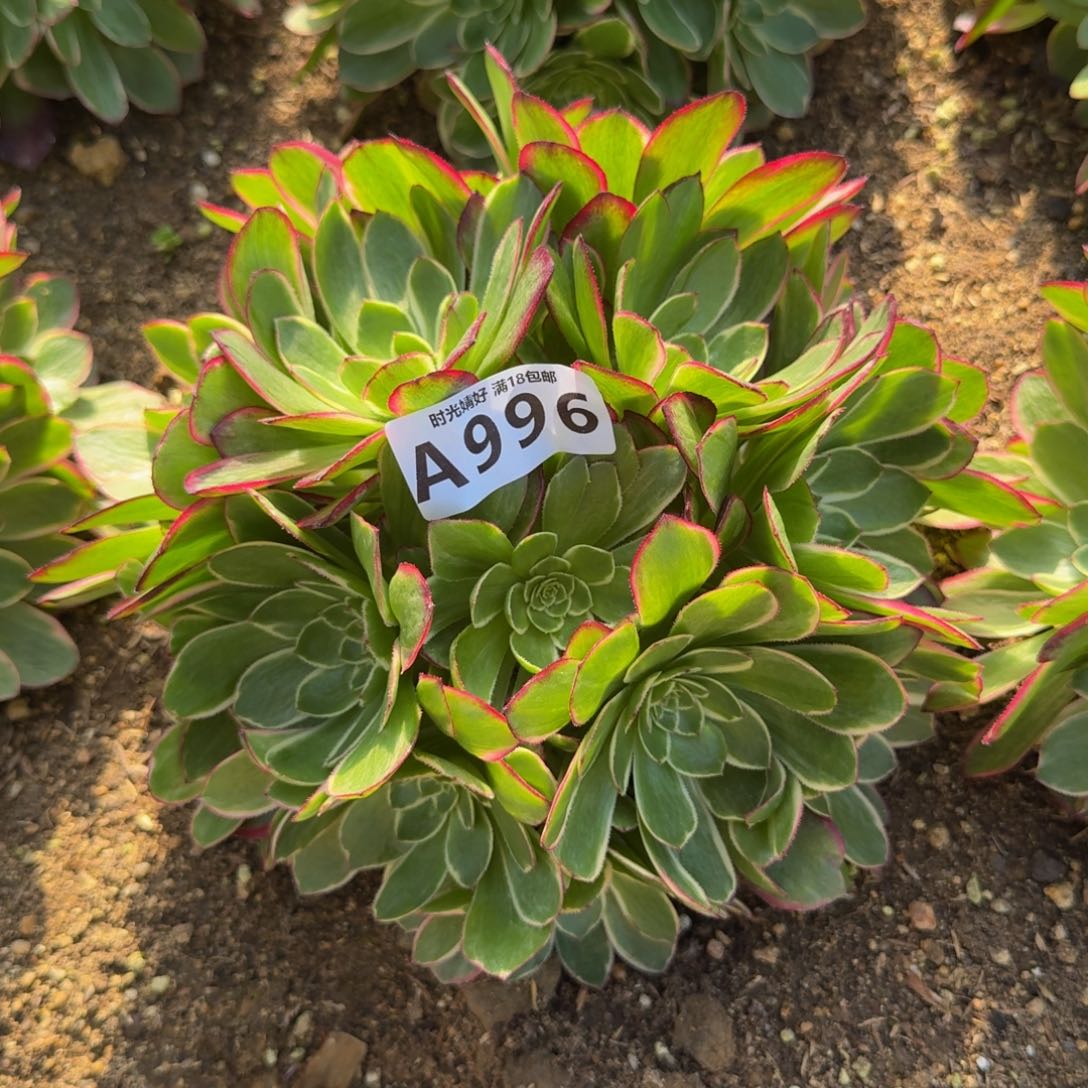 996粉花妖。多肉植物