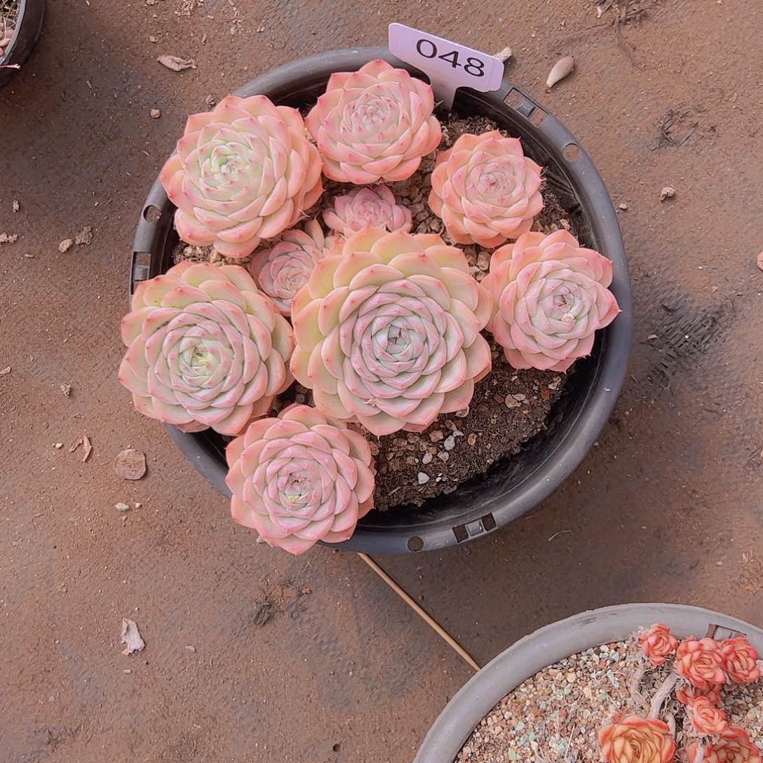 光****狂048水晶玫瑰58不售后