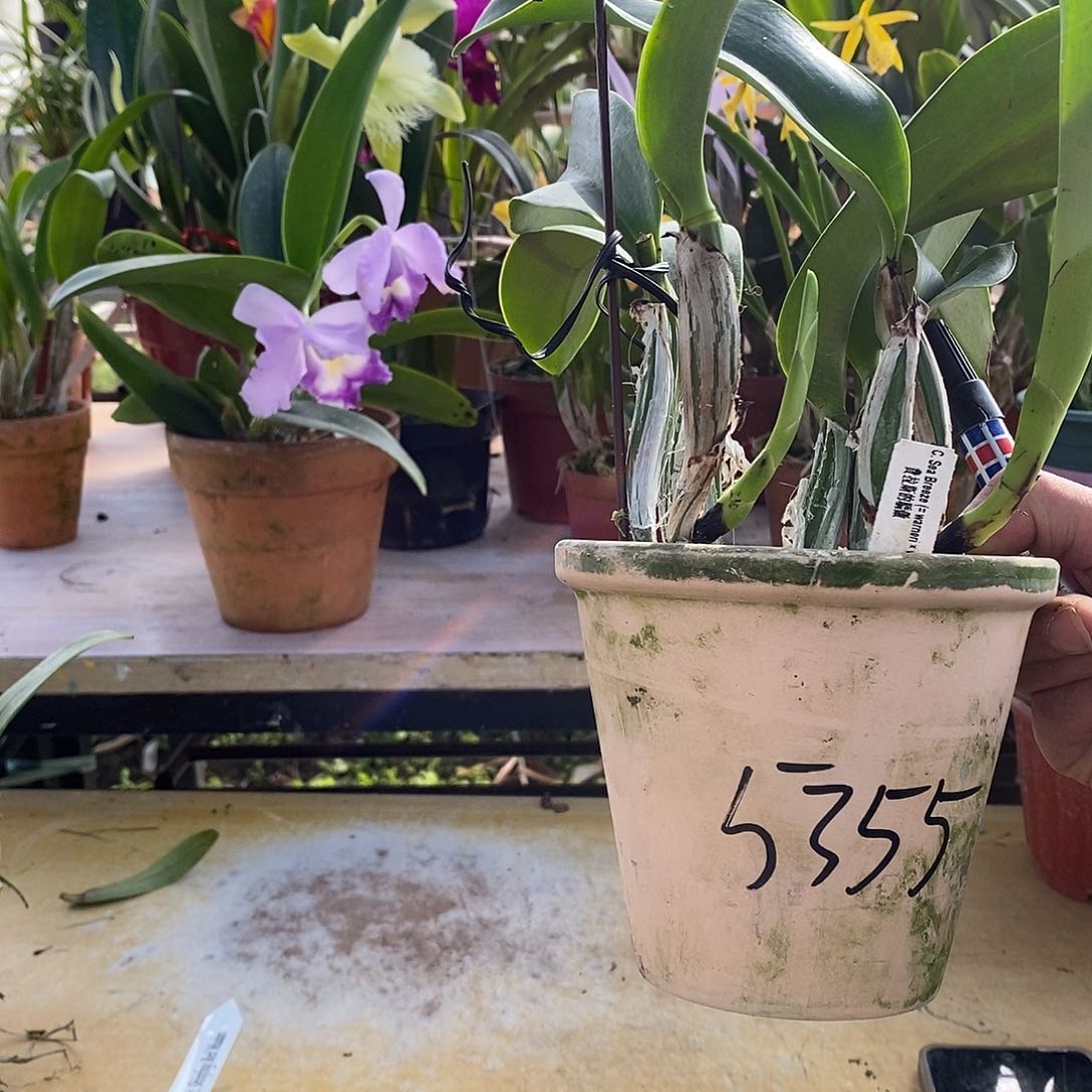 当前无花栽培后可以开花彤****费拉斯的骄傲