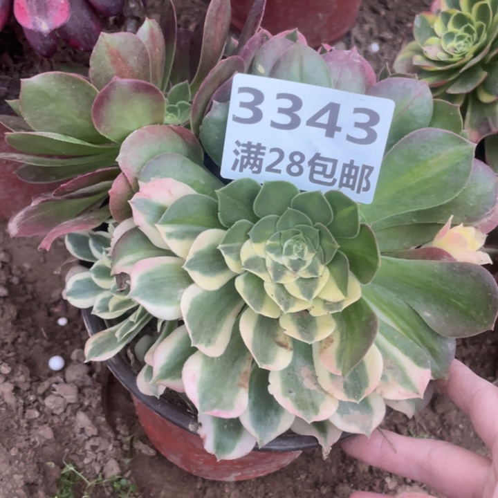 3343一号棚白凤多肉A