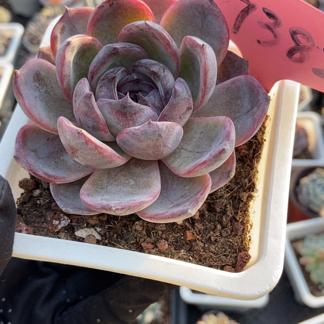 7382黑橙子多肉植物