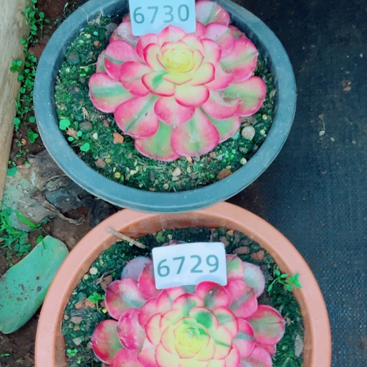 两颗荔枝多肉发货