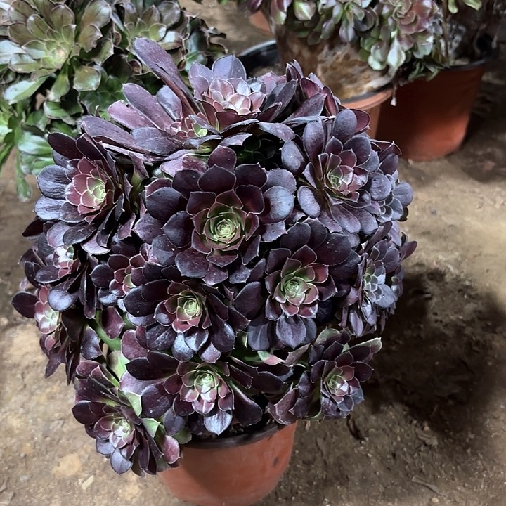 多肉植物荷兰玫瑰67