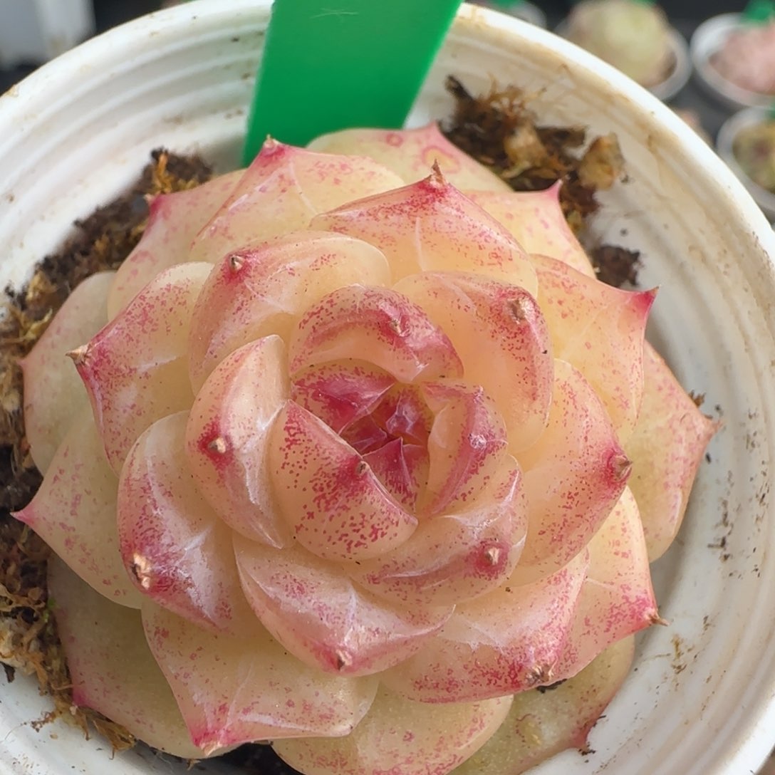 多肉133  麦秆   5厘米盆  h