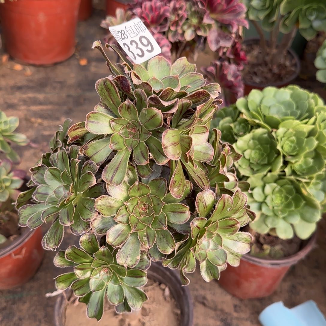 拉丝锦多肉339满28包邮断枝不包