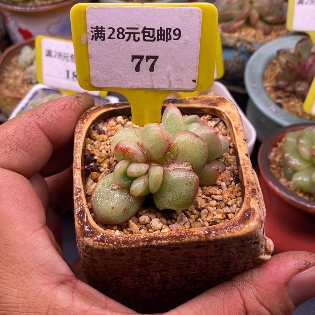 977泡芙变异石化拉丝duorou