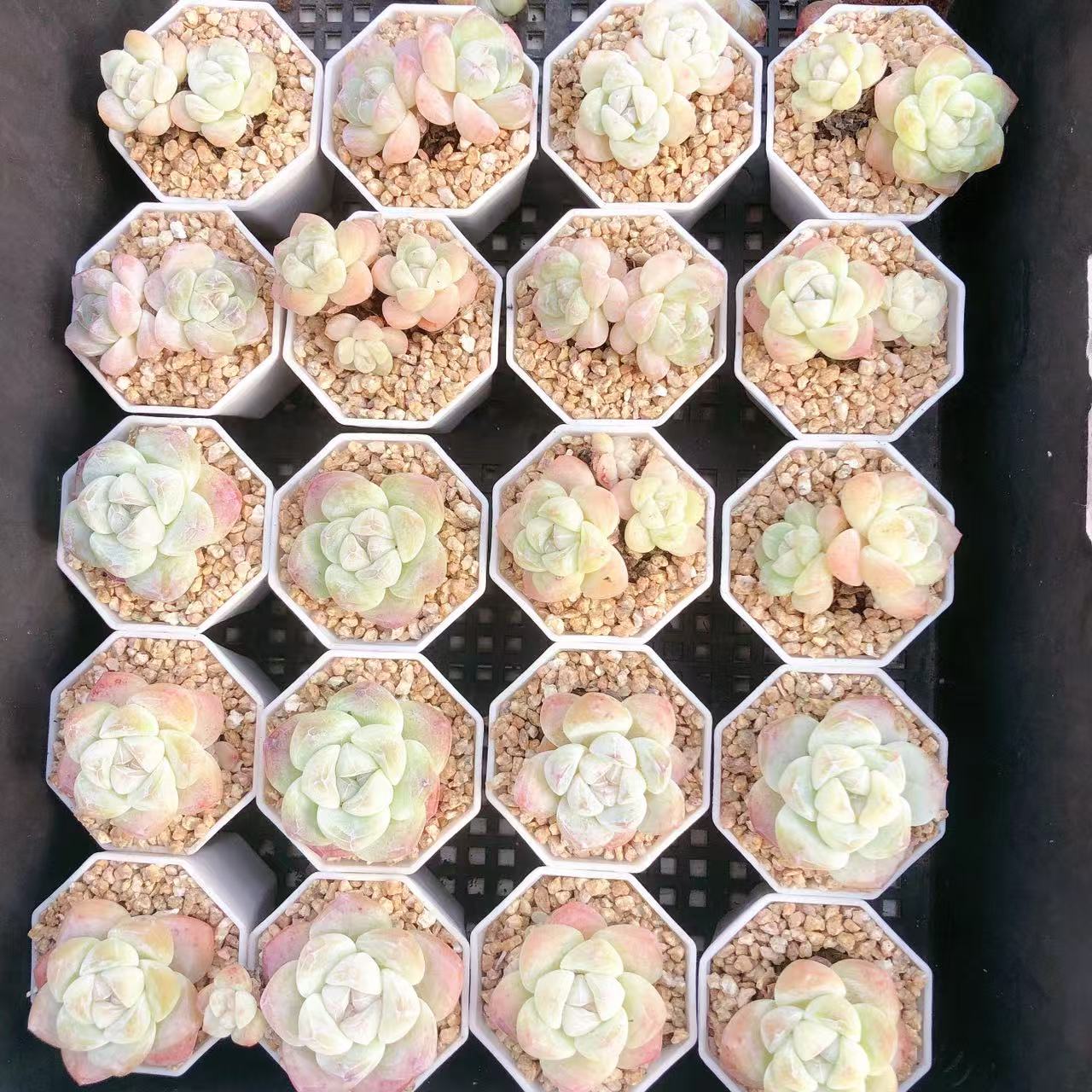 多肉植物   白冰单头十颗双头十颗（尺寸2-3左右）满28包邮除偏远