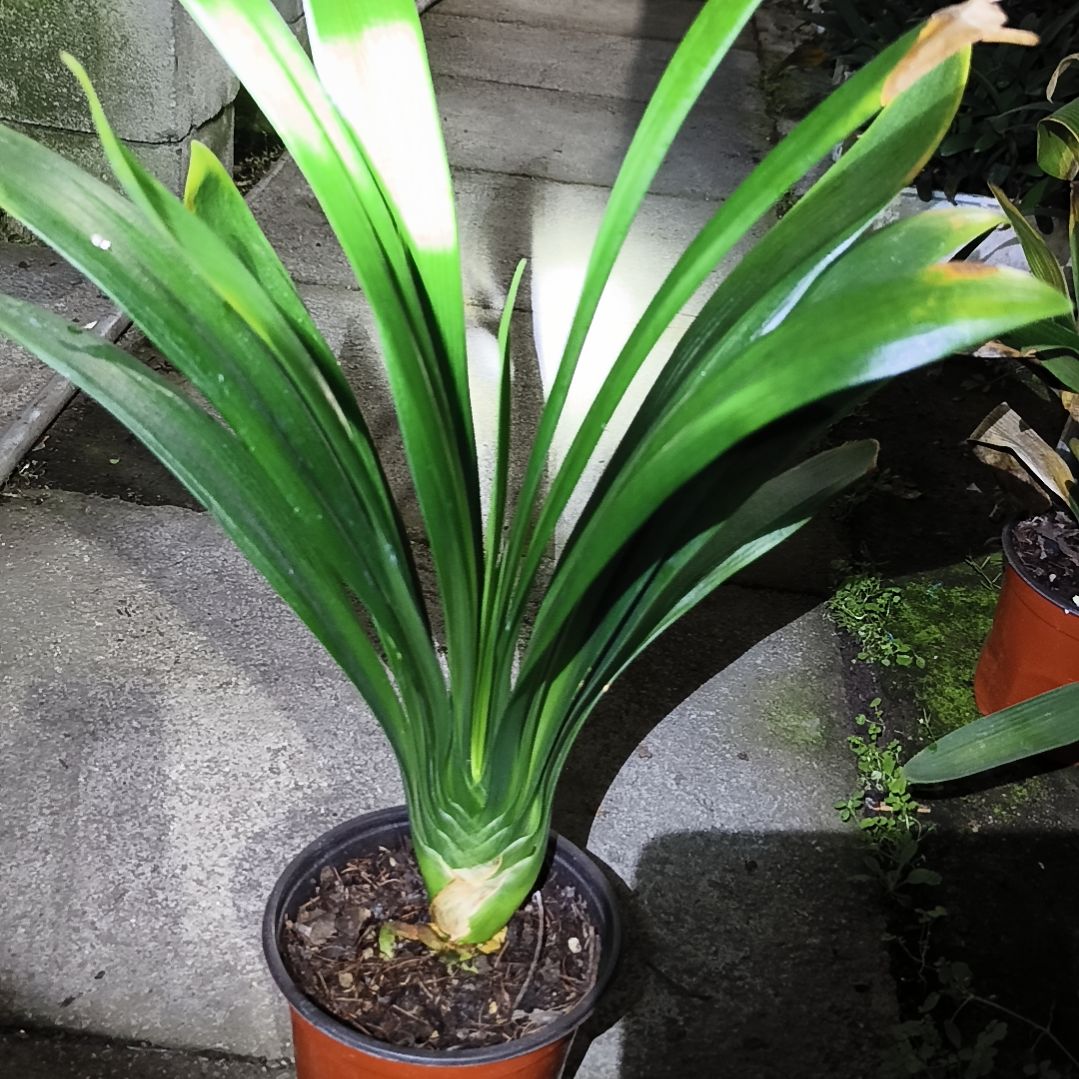 纪***9当前无花栽培后可以开花盲盒大苗一颗特惠残叶无售后