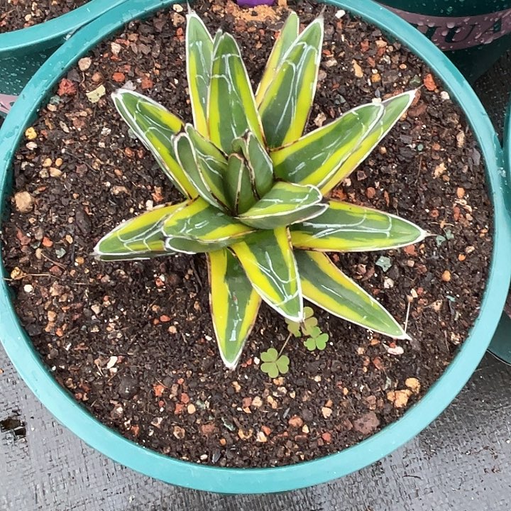 勋哥多肉金山亚成