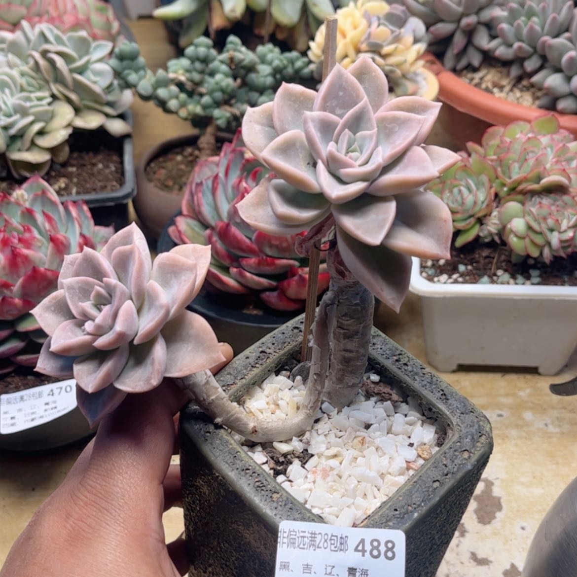 【闪购商品】488哈利沃森