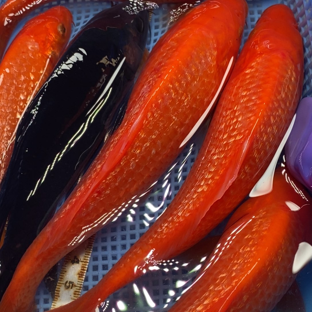 锦鲤冷水锦鲤包邮