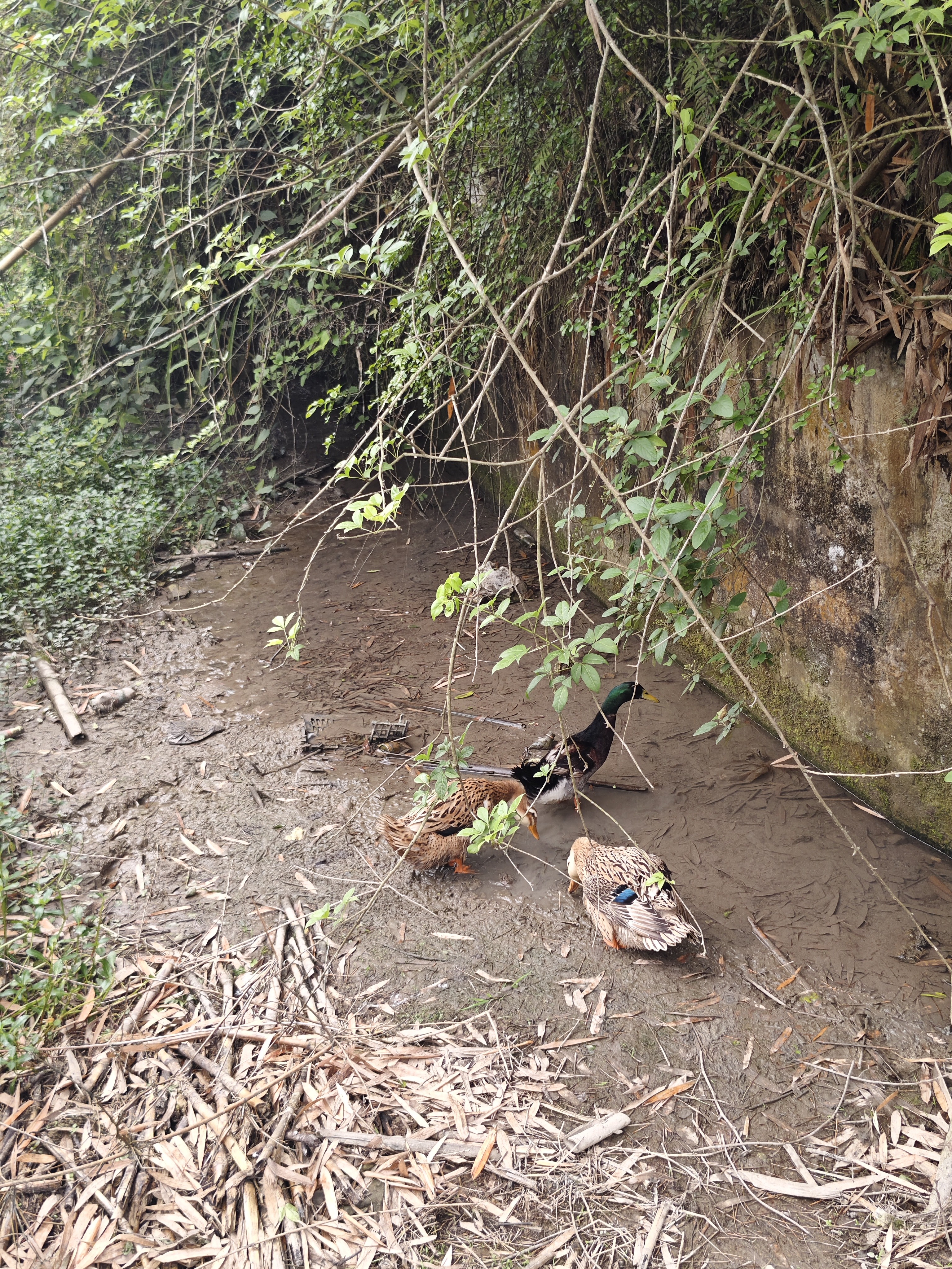贵州粮食散养老麻鸭(一物一拍)烧毛下单请备注
