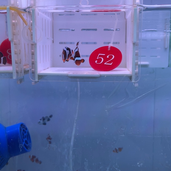 海水鱼精品背心2条3+