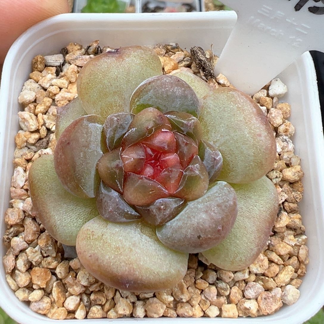 245号玄月 晗雨多肉