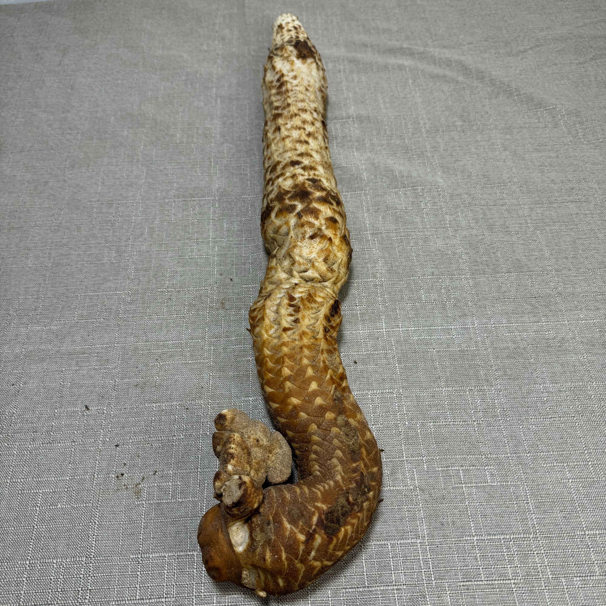 秋冬季阿拉善鲜货沙漠里的好多东西15年以上