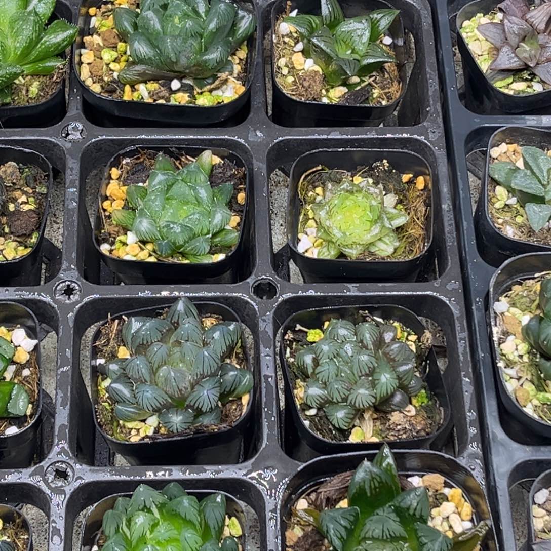 63 脱土包邮8颗福利