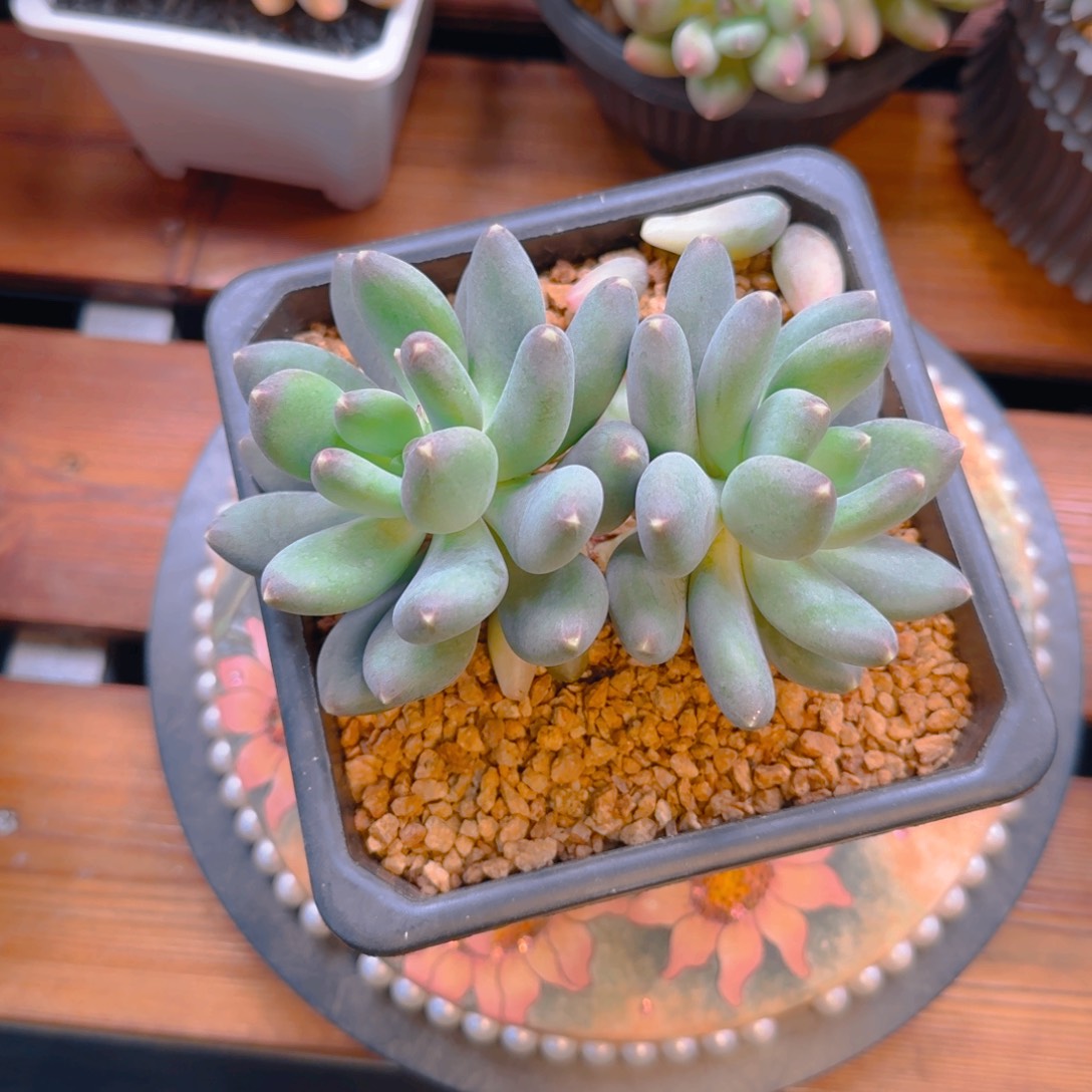 ****肉洪亮哥寄养多肉111111111