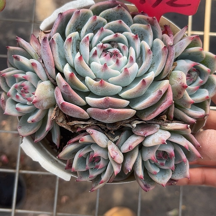 两单包邮，一物一拍192吉娃娃