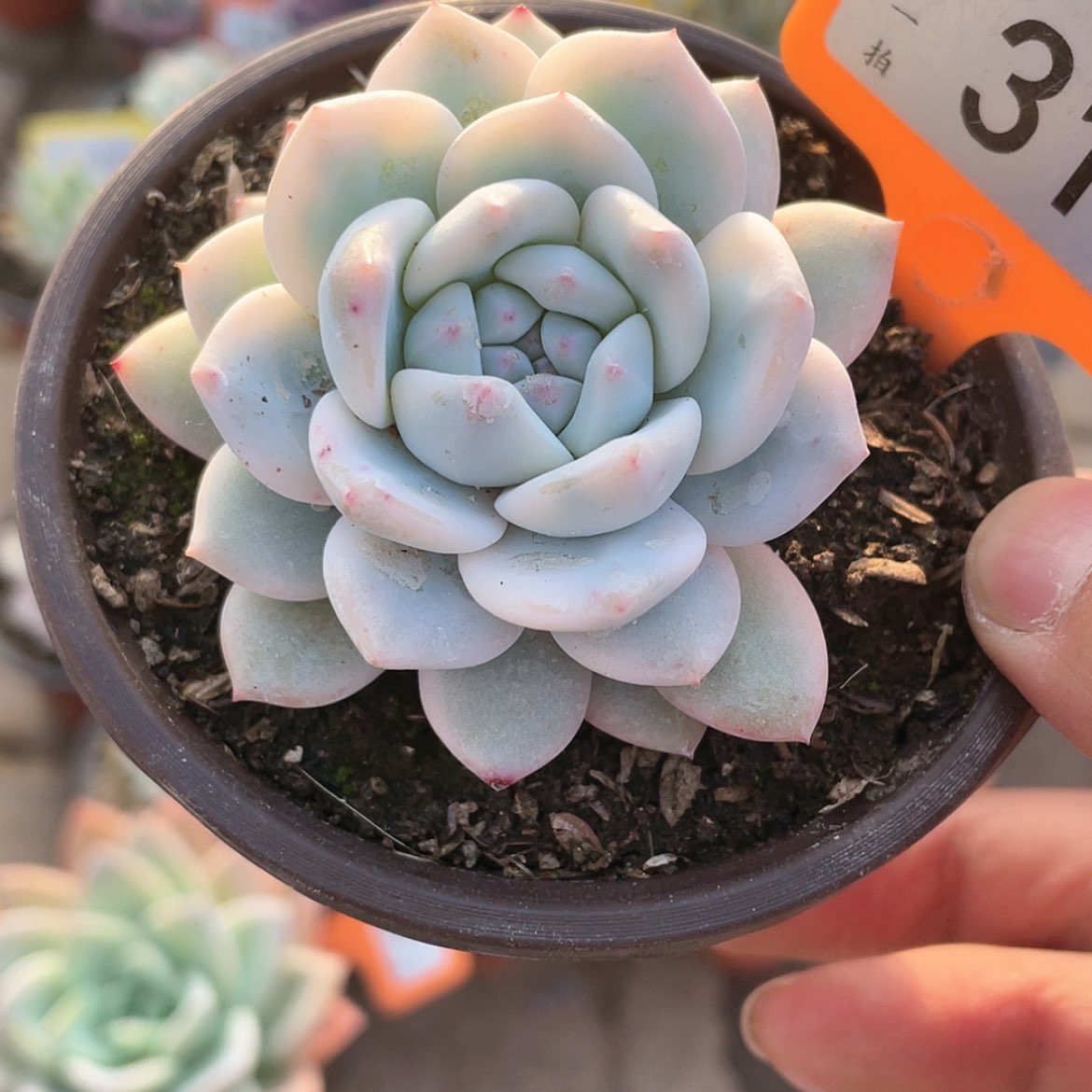 【闪购商品】31号的